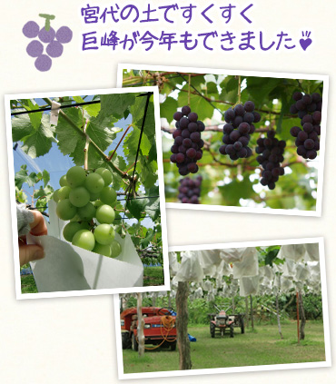 宮代の土ですくすく巨峰が今年もできました