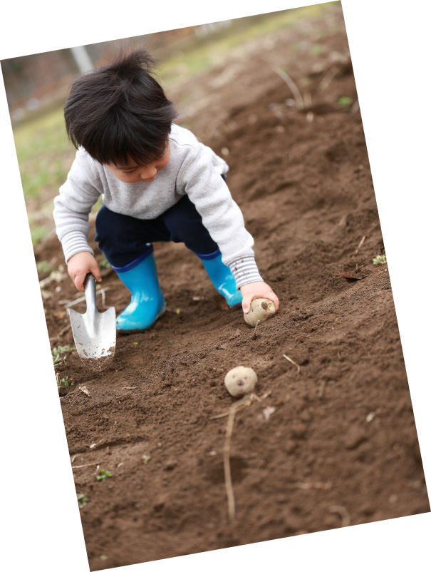 じゃがいもを植える子ども