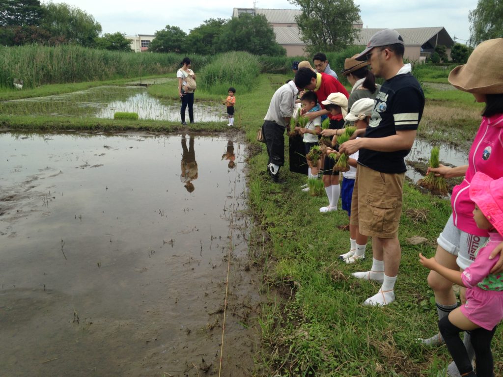 田んぼに入る