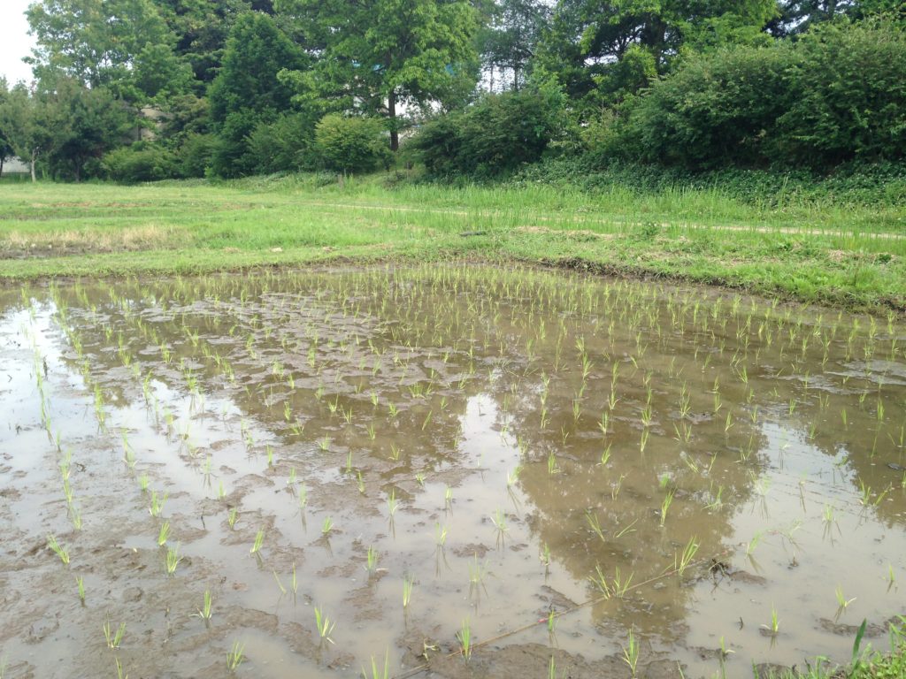 田植え終了