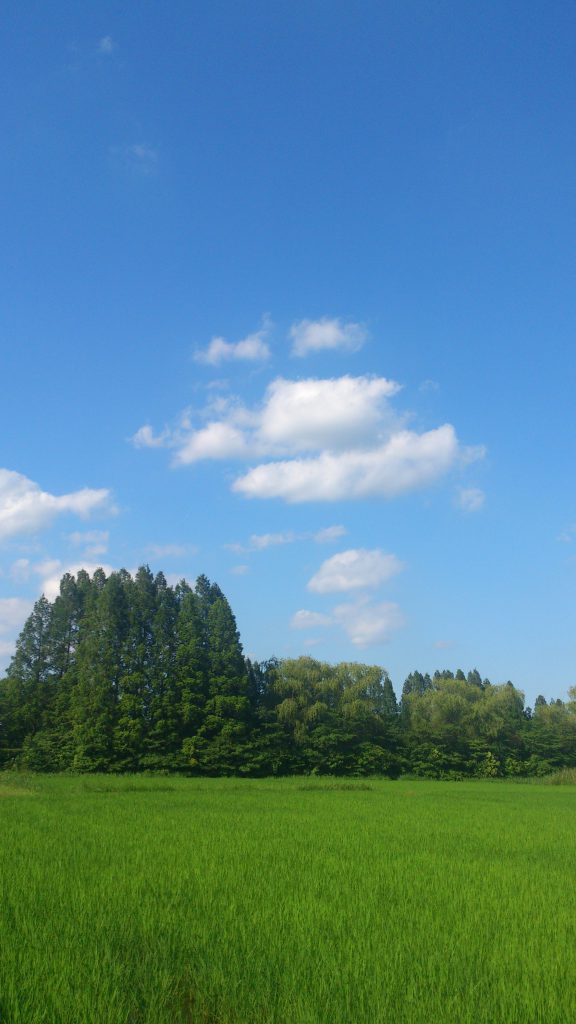 田んぼと青空