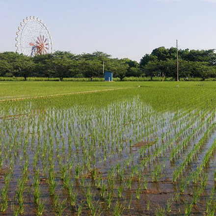 宮代町の田んぼ