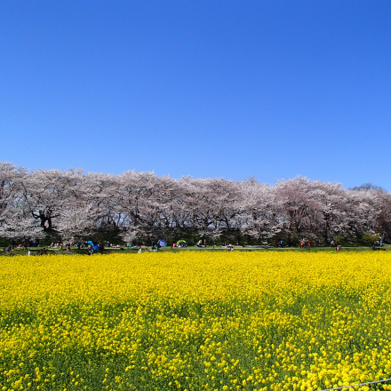 隣町幸手市の権現堂堤の桜と菜の花