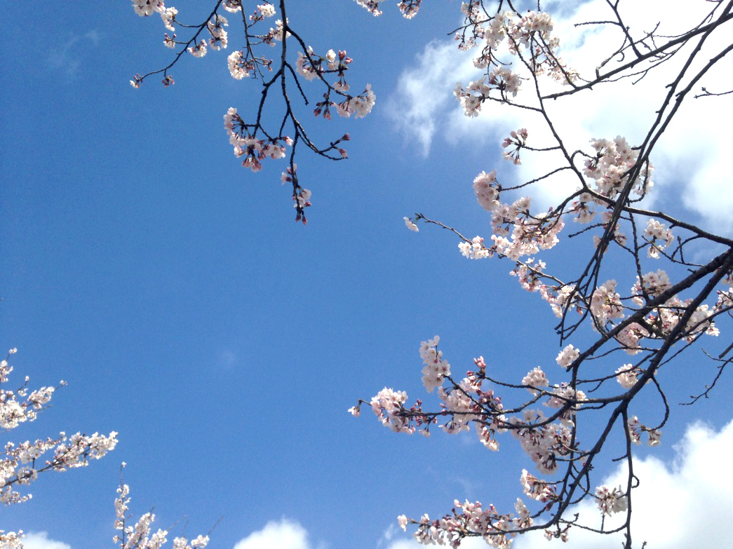 宮代町の桜