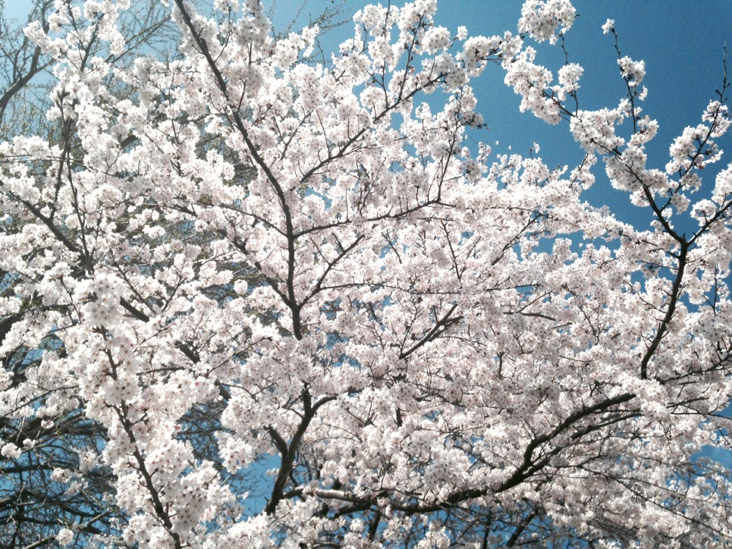 宮代町の桜