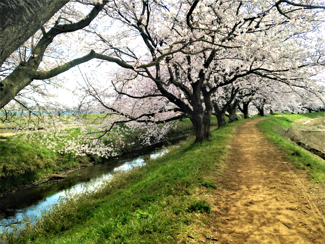 宮代町の桜