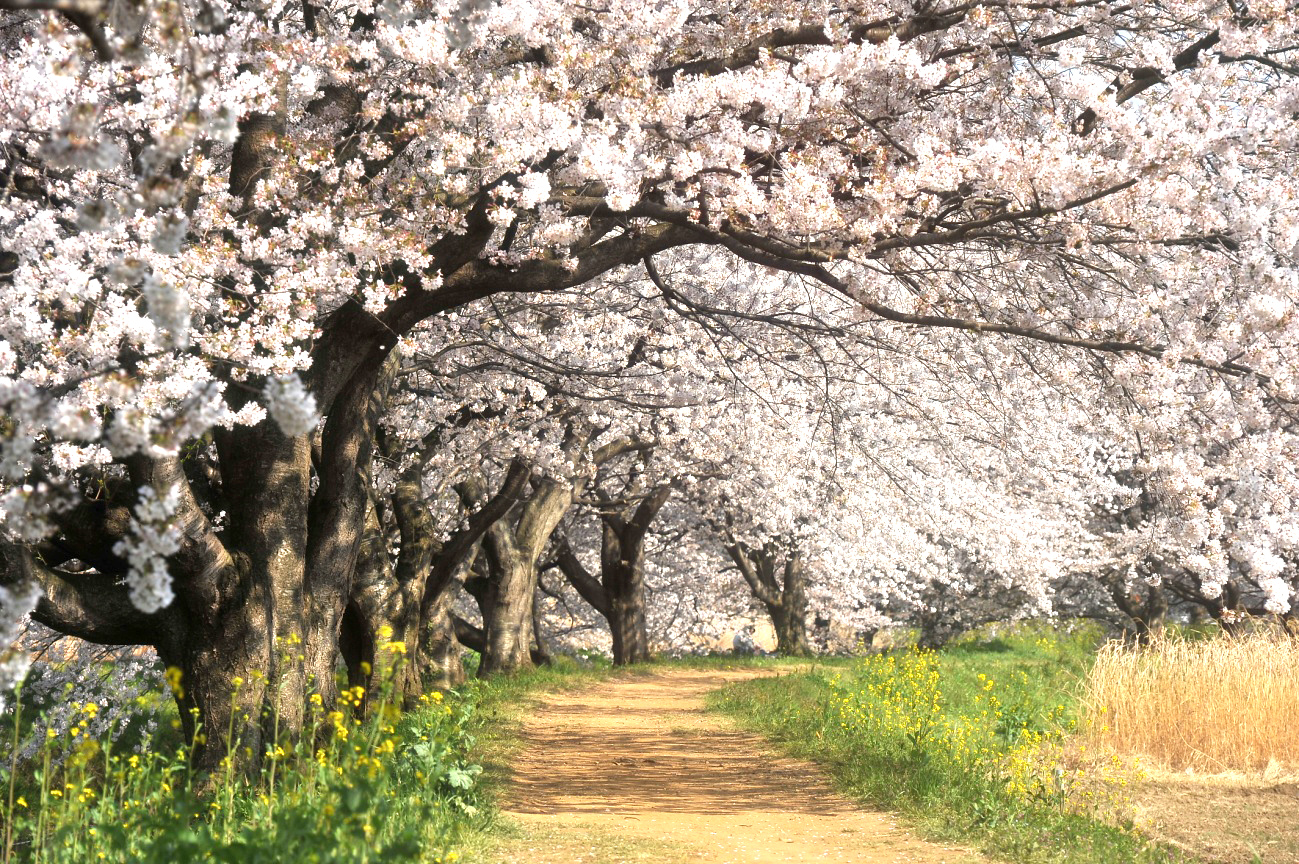 宮代町　土手に沿って続く桜並木