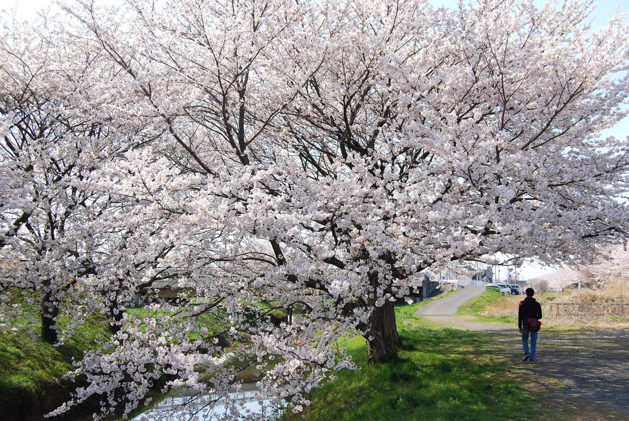 宮代町　土手に沿って続く桜並木