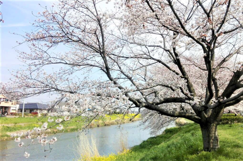 宮代町　土手に沿って続く桜並木