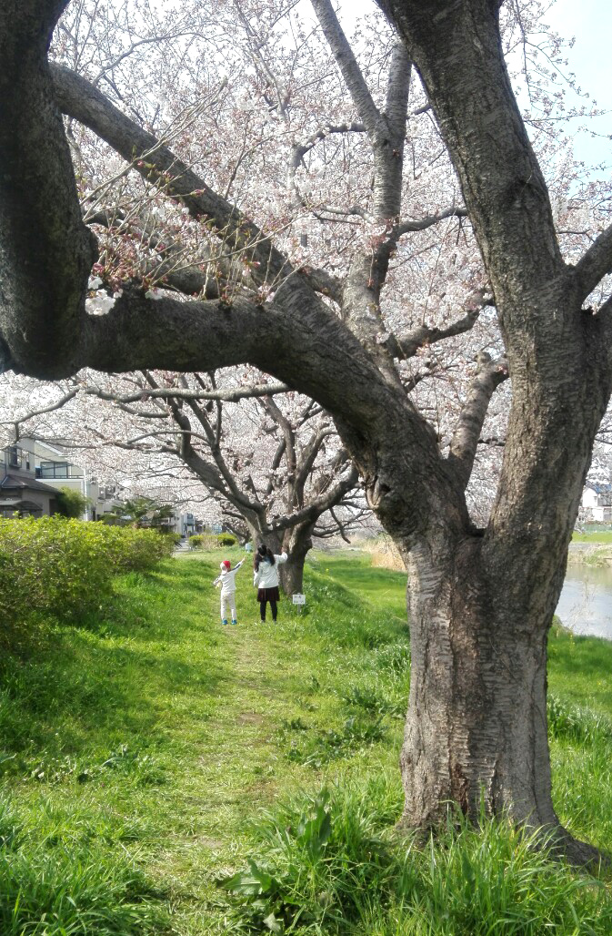 満開の桜の下で遊ぶ子ども