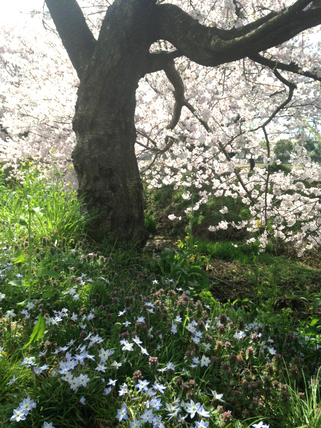 宮代町の桜