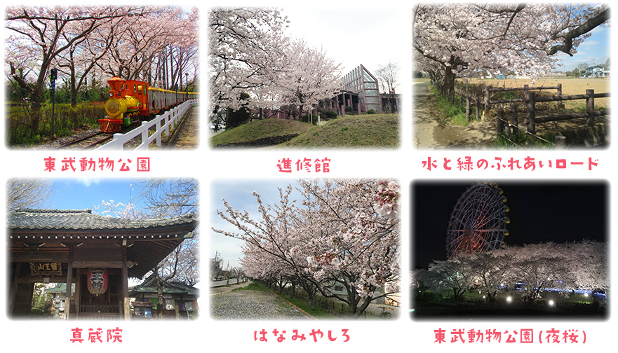 宮代町の桜　東武動物公園　進修館　水と緑のふれあいロード　真蔵院　はなみやしろ　東武動物公園（夜桜）