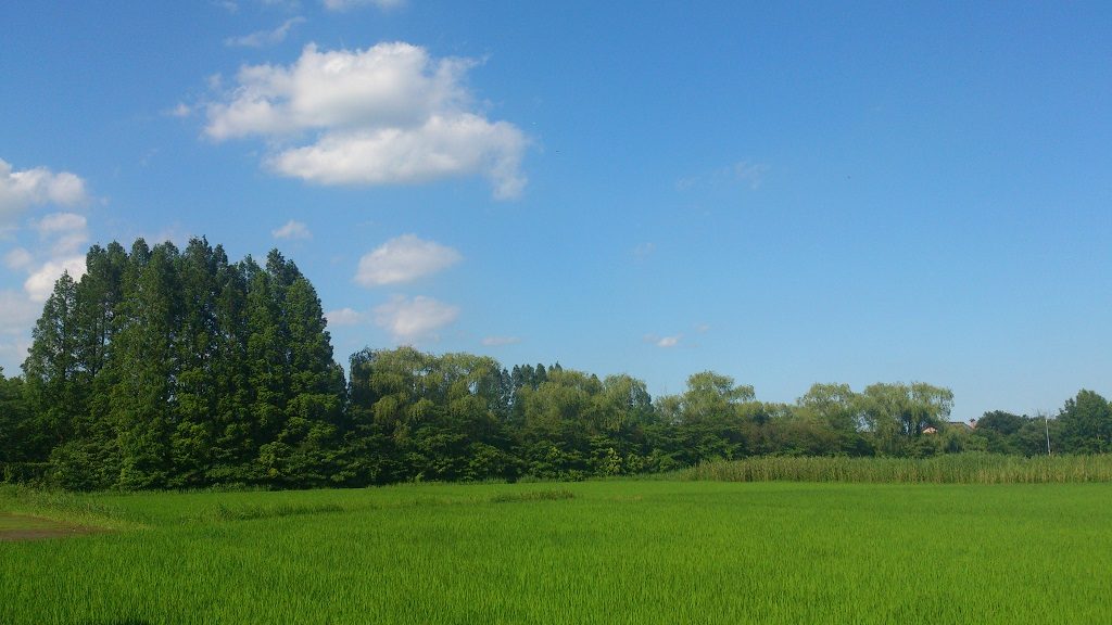 新しい村田んぼ