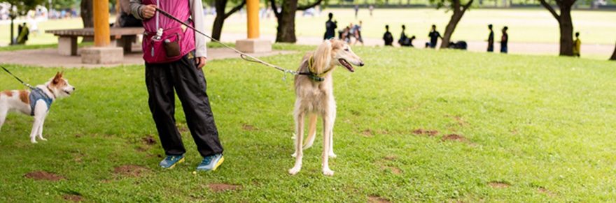 散歩する犬と一緒に