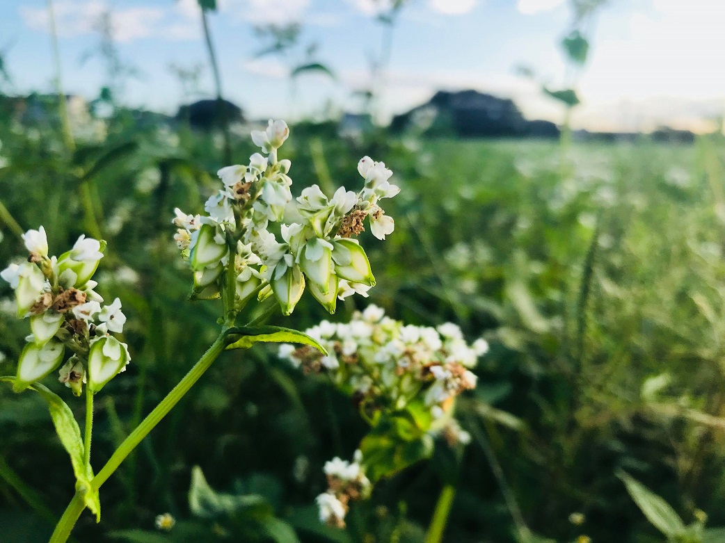 そばの花