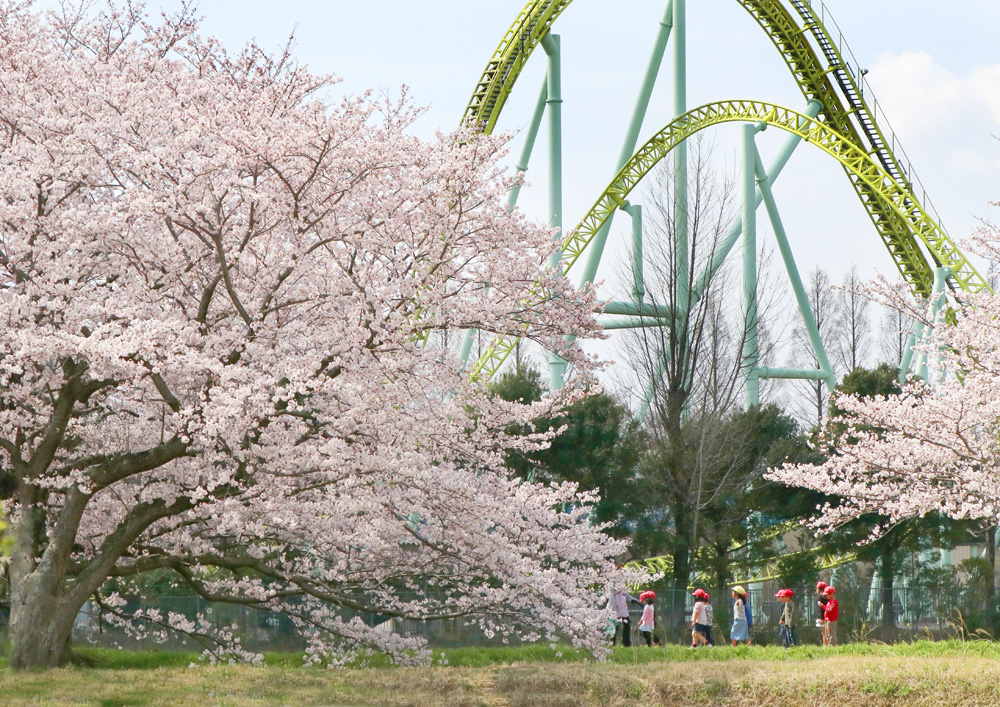 桜と子どもと東武動物公園