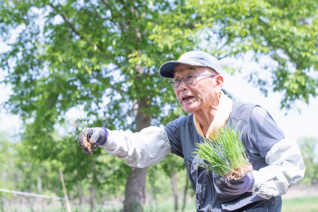 田植えの看板