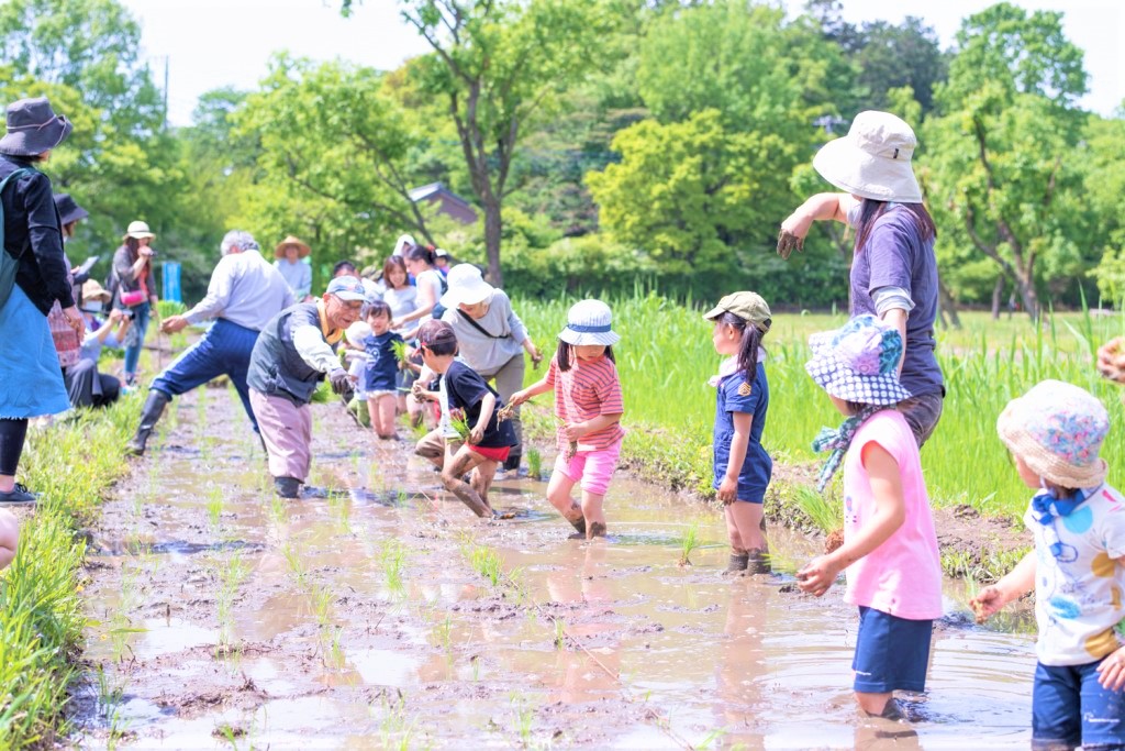 田んぼで田植えする子供たち