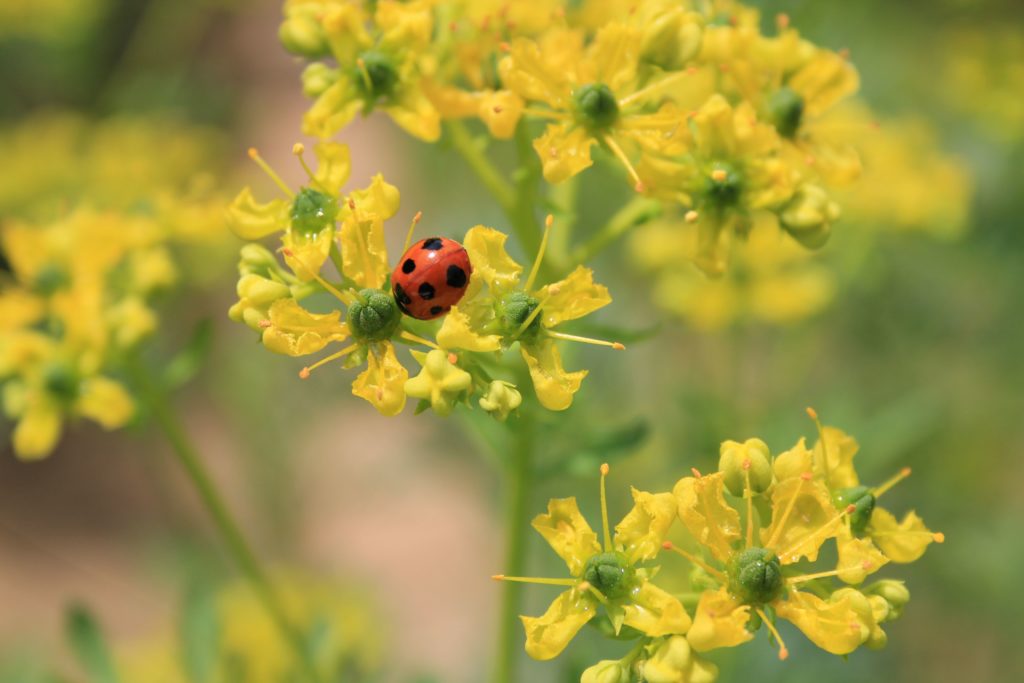 菜の花にテントウムシ