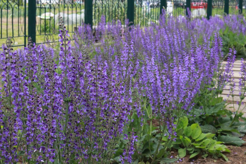 ハーブの花