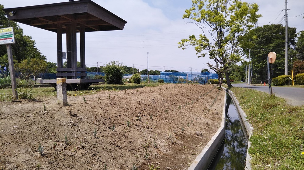 ハーブ苗を植えた用水路