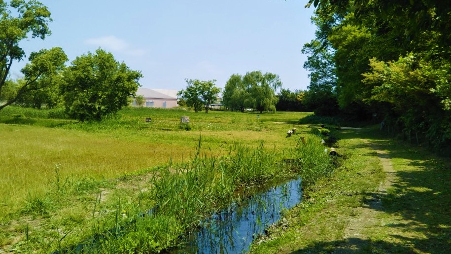 ほっつけ田んぼから図書館を望む風景