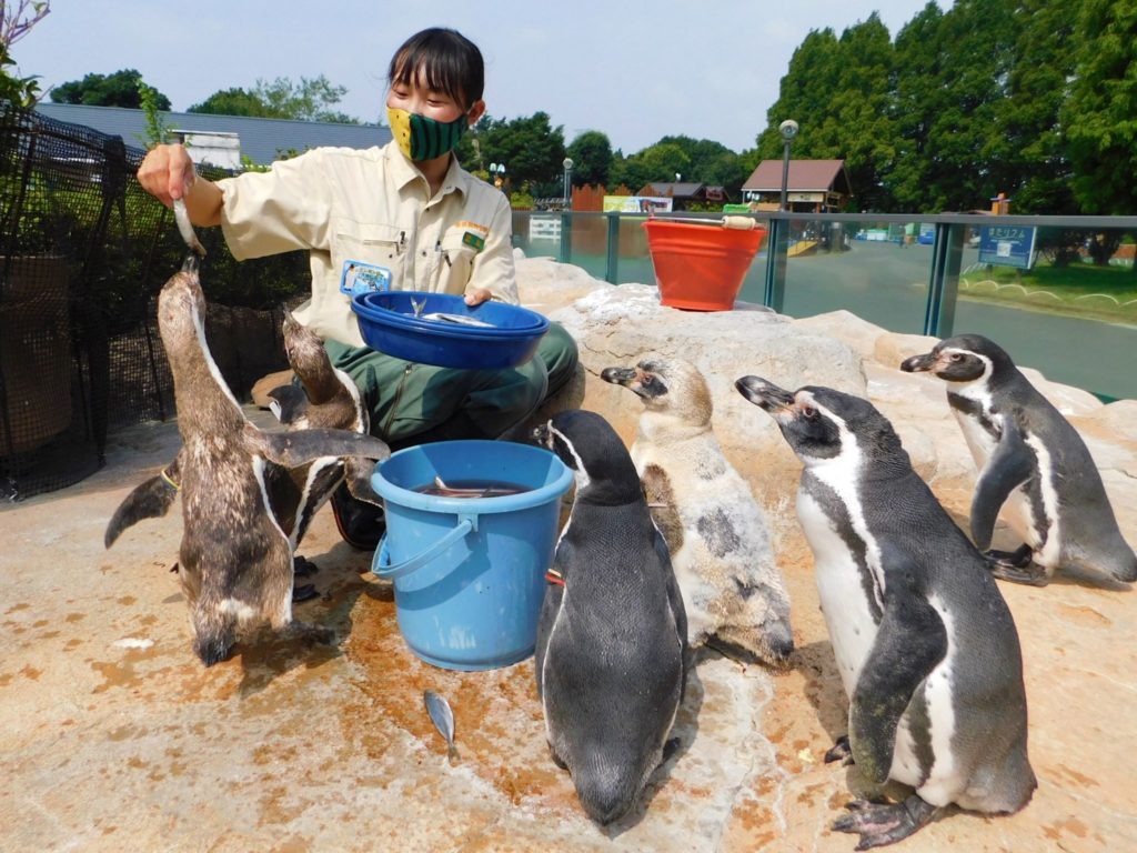 ペンギンごはん写真