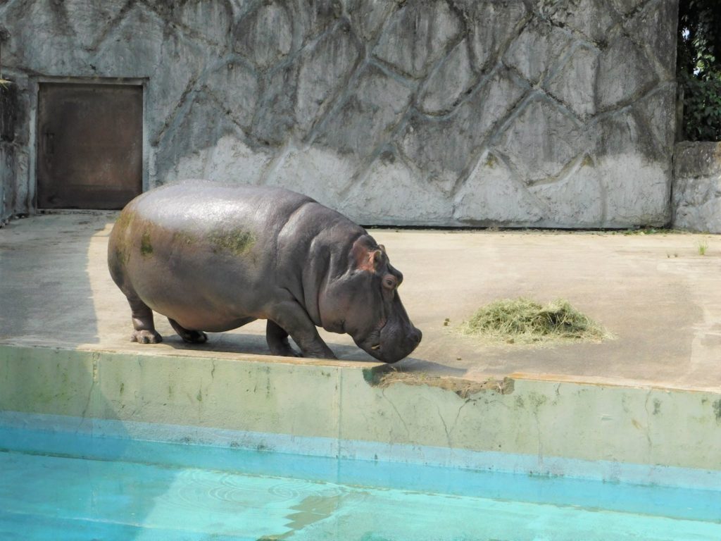 東武動物公園のカバの写真