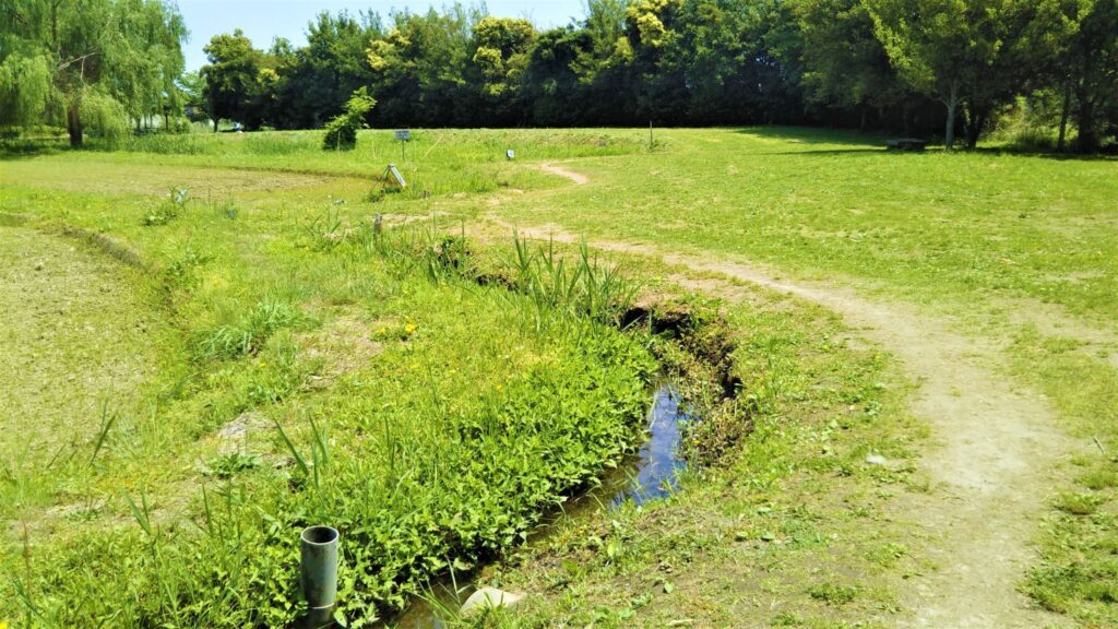 宮代町の身近な自然　新しい村の用水路