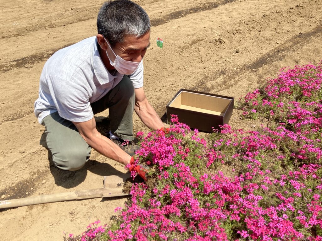 精魂込めて芝桜を育てる内田さん