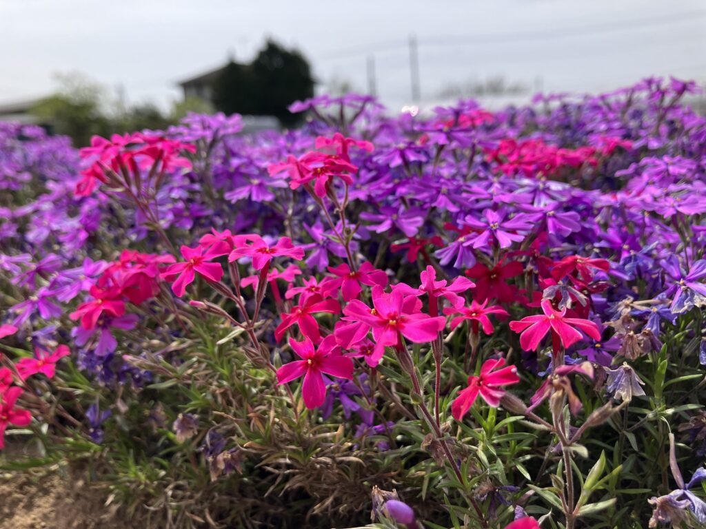 ピンクと紫の芝桜